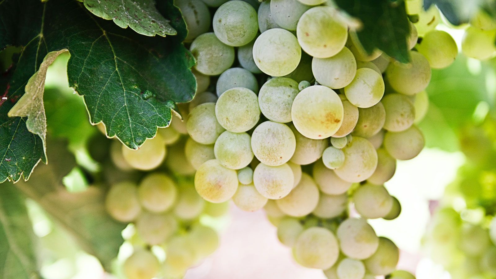 The Best Riesling Wine For 2020
